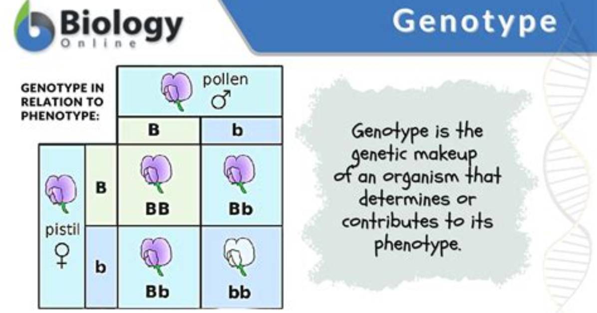 Where Do Genotypes Come from?