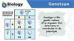 Where Do Genotypes Come from?