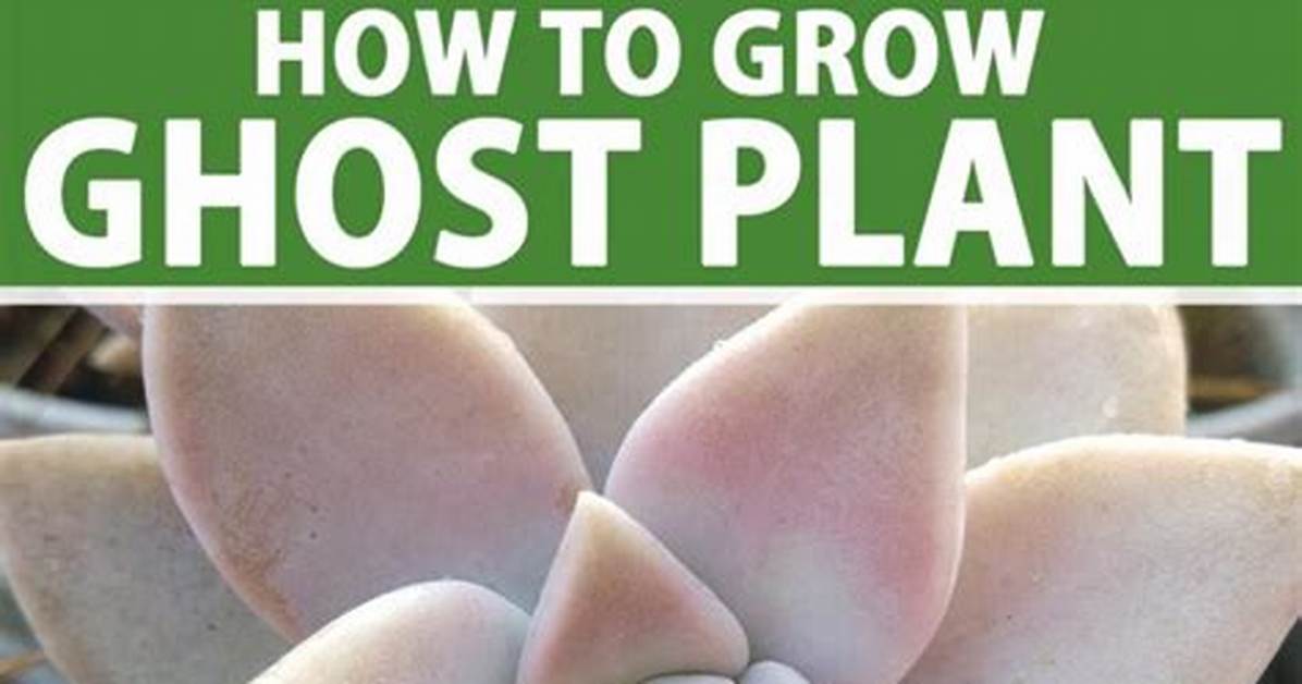 Where Do Ghost Plants Live