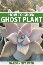 Where Do Ghost Plants Live