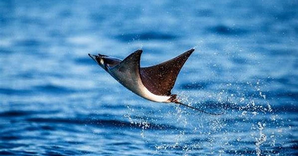 Where Do Giant Devil Ray Live?