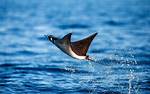 Where Do Giant Devil Ray Live?