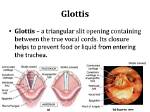 Where Do Glottis Lead?