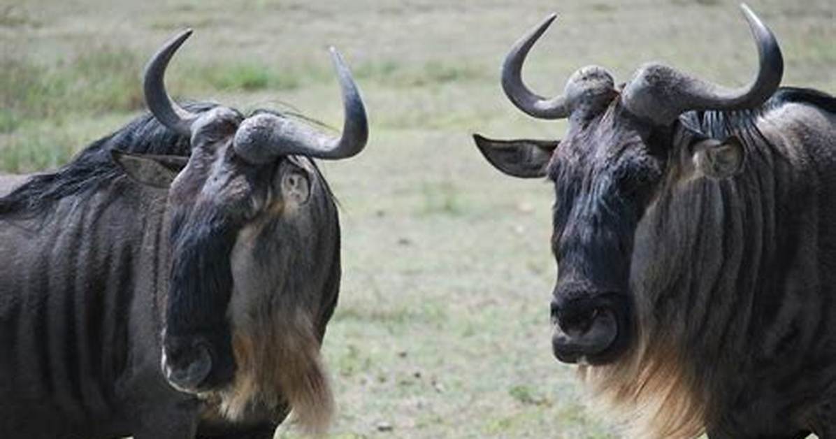 Where Do Gnus Live?