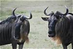 Where Do Gnus Live?