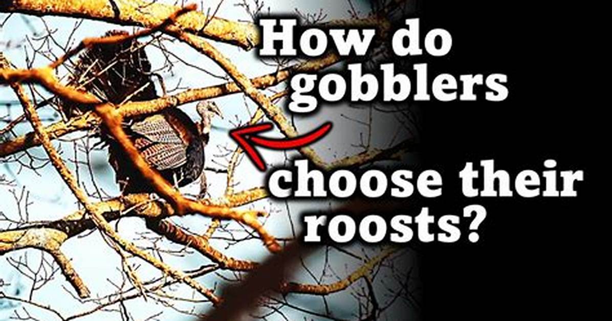 Where Do Gobblers Roost?