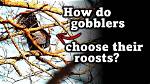 Where Do Gobblers Roost?