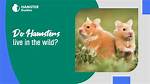 Where Do Hamsters Live?