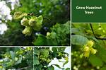 Where Do Hazel Trees Grow