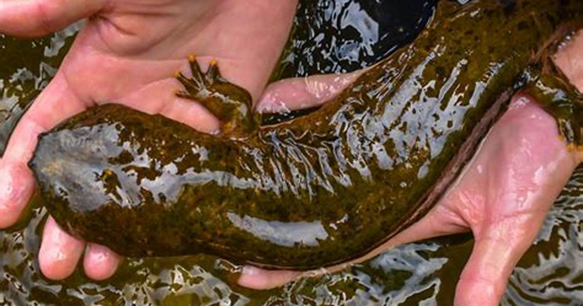 Where Do Hellbenders Live?