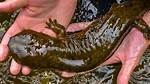 Where Do Hellbenders Live?