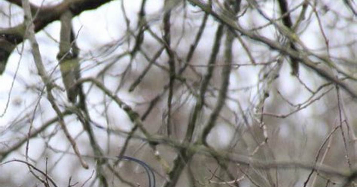Where Do Herons Sleep?