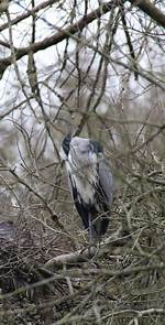 Where Do Herons Sleep?