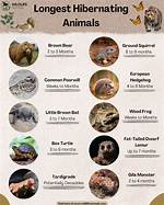 Where Do Hibernators Live?