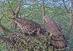 Where Do Honey Buzzards Live?