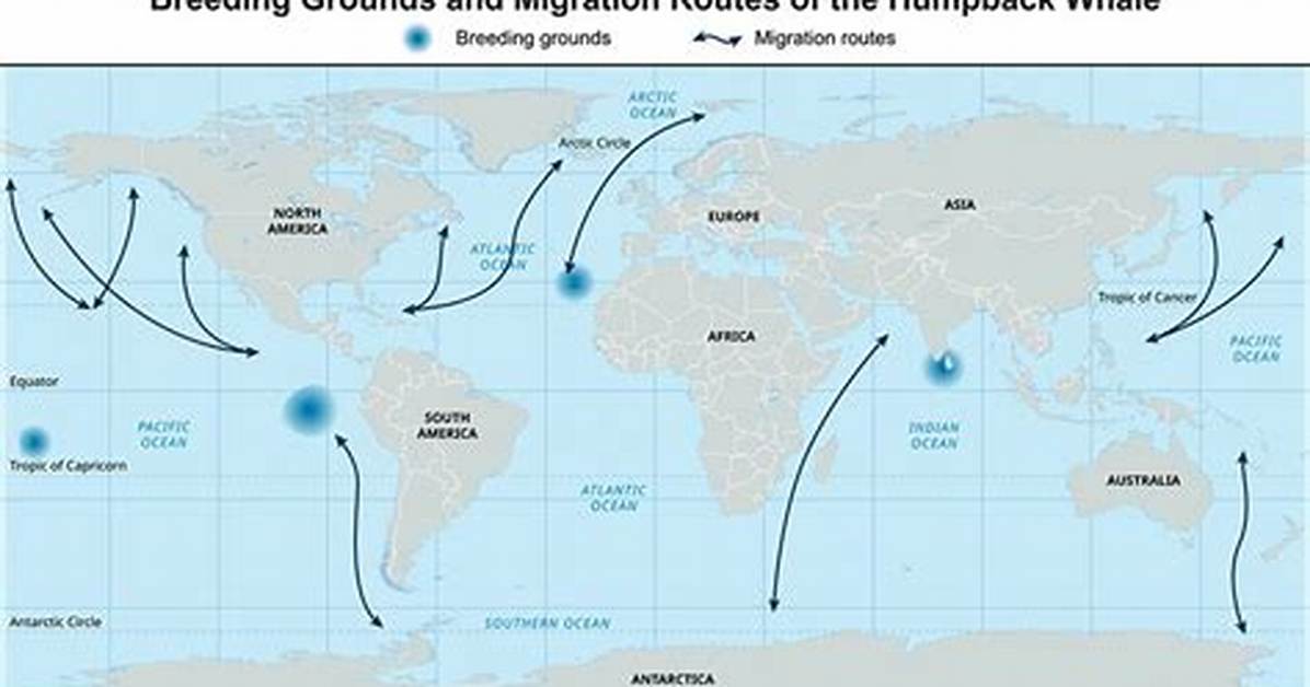 Where Do Humpbacks Live?