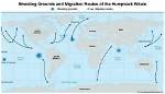 Where Do Humpbacks Live?