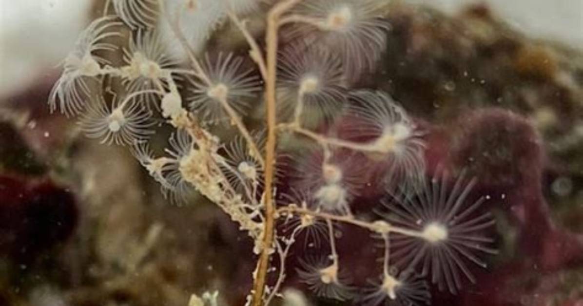 Where Do Hydroids Live