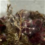 Where Do Hydroids Live