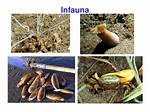 Where Do Infauna Live?