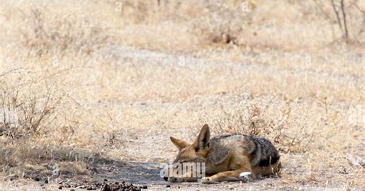 Where Do Jackals Sleep?