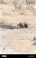 Where Do Jackals Sleep?