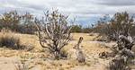 Where Do Jackrabbits Live?