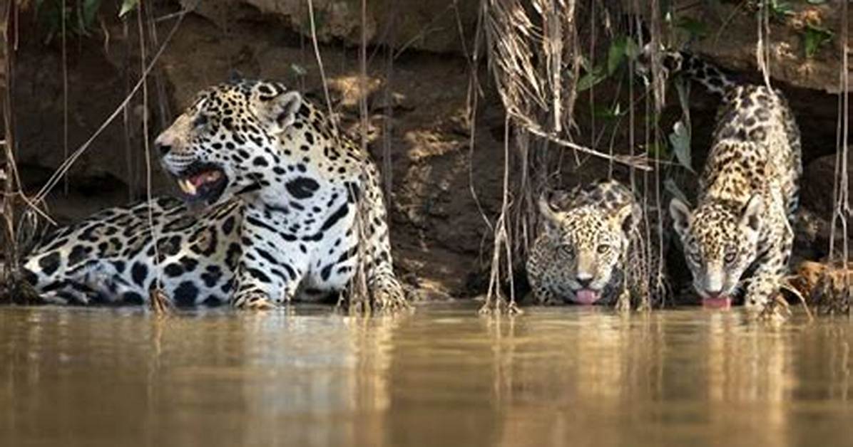 Where Do Jaguars Live?