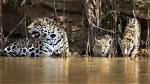 Where Do Jaguars Live?