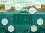 Where Do Kelps Grow?