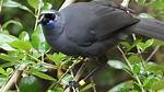 Where Do Kokako Live?