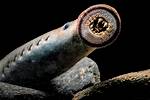 Where Do Lampreys Live?
