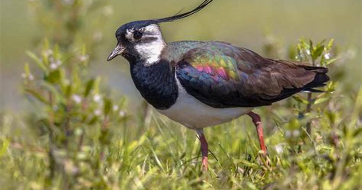 Where Do Lapwings Live?