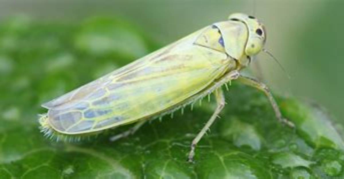 Where Do Leafhoppers Live?
