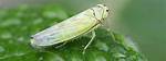 Where Do Leafhoppers Live?
