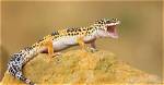 Where Do Leopard Geckos Live?