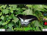 Where Do Lepidopterists Work?