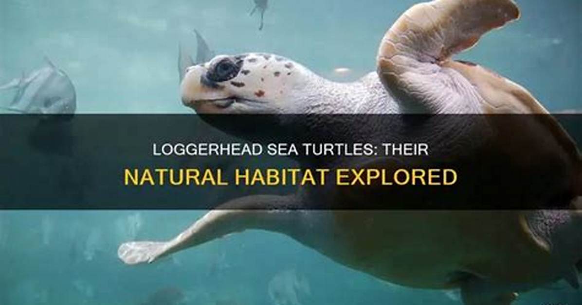 Where Do Loggerhead Turtles Live?
