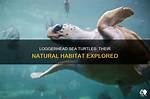 Where Do Loggerhead Turtles Live?