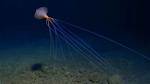 Where Do Long Armed Squids Live?