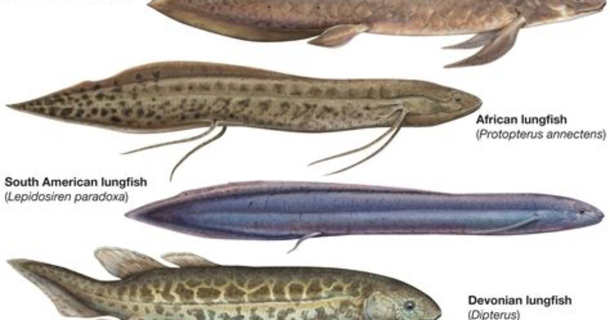 Where Do Lungfish Live?