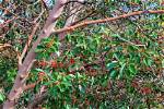 Where Do Madrones Grow?