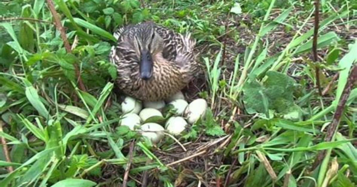 Where Do Mallards Nest?