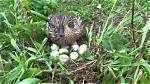 Where Do Mallards Nest?