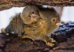 Where Do Marmosets Live?