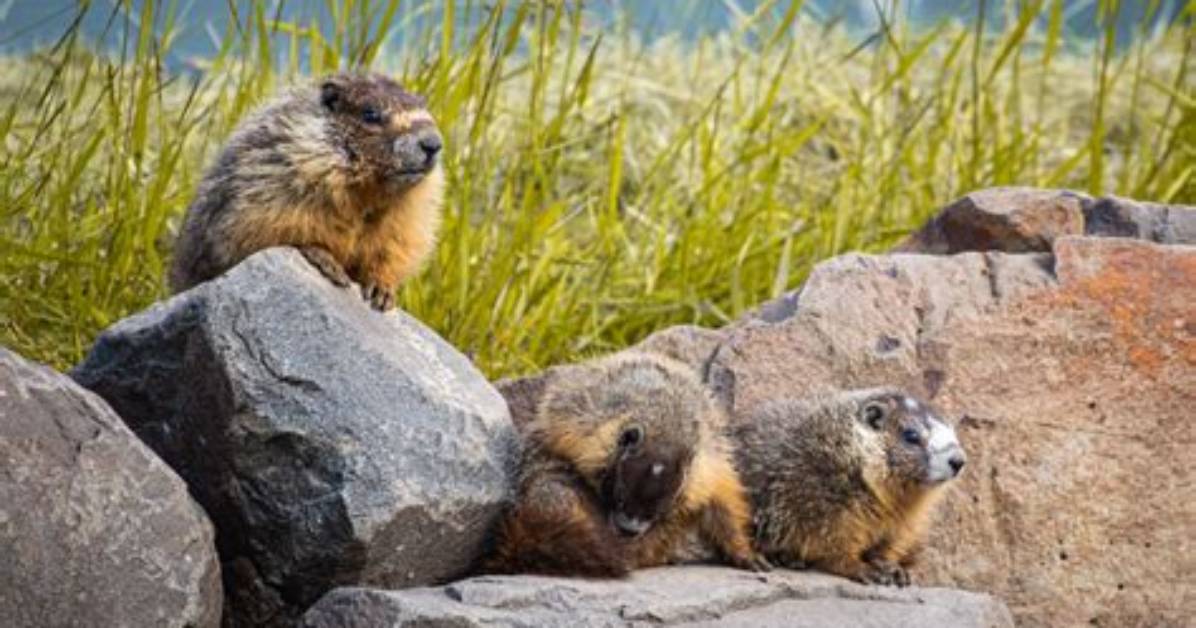 Where Do Marmots Live?