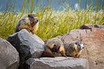 Where Do Marmots Live?