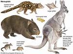Where Do Marsupials Live?