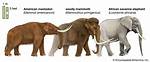 Where Do Mastodons Live?
