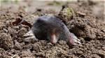 Where Do Moles Live